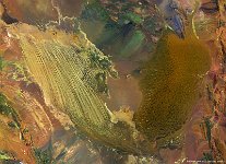 Dasht-e-Lut, Iran  The 100 m false-color image of 27 July 2015 shows the desert's central part on the left as yellowish paint strikes, while the eastern sand desert is visible as a light-brown area. Further, some irrigated land can be seen on the image's left-side as bright green areas.   Date: 27/07/2015   Resolution: 100m : dasht-e-lut, iran