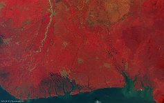 Edumanom National Forest, Nigeria  The 100 m false-colour image of 29 December 2015 shows us Edumanom National Forest, Nigeria, an area in the Niger Delta region of southeast Nigeria. The reserve is a freshwater swamp forest with an area of 9,324 hectares. The habitat has been degraded by oil-industry and logging operations. Although there are relatively few roads in the region, hunters can gain access to the forest through the creeks and along oil pipelines. The forest is also under threat from expansion of oil palm plantations. A proposed federal road from Ogbia to Nembe would run between two of the patches inhabited by chimps in the Edumanom forest. Deposited sediment is visible by the greenish colours in the river's mouth.   Date: 29/12/2015   Resolution: 100m : edumanom, forest, nigeria, swamp, plantation, sediment